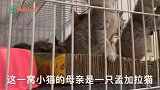 孟加拉豹猫笼子里面竟然发现了一窝小雪豹，这究竟是怎么回事？