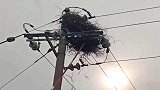村里的电线杆上被鸟窝霸占了，电工为了用电安全，只好拆了它！