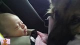 看宝宝在睡觉的时候，结果狗狗就趴在宝宝身边，真温馨！