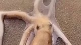 妥妥的三房一厅