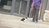 狸花猫：宝宝很生气，后果很严重