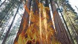 美国：加州国家公园山火蔓延，3500岁巨型红杉岌岌可危