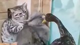 猫咪被鸭子堵在角落，吓得瑟瑟发抖