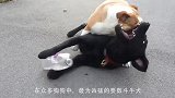 吉娃娃对战斗牛犬，以为结局毫无悬念，结果吉娃娃更凶
