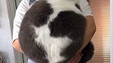 好大一个球  猫
