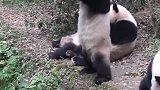 大熊猫排排坐吃水果,怎么吃完抢别的熊猫的