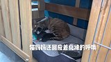 流浪猫妈狗窝产子，母性勇气让人动容！ 流浪猫救助