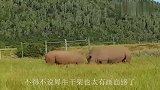 3吨河马碰上4吨犀牛，本以为是场大战，没想到这么快就完事了