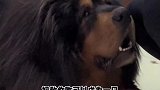 这玩意如何当藏獒还得我教他