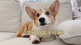 北方的狗子在雪地里打滚，南方的柯基在屋里还插兜儿