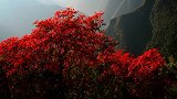 巫溪兰英大峡谷红叶如期而至！
