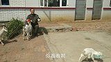 新出生的小羊羔颜值真高，大耳朵高鼻梁，还有一双蓝眼睛