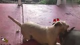 动物也搞笑,狗子和二师兄的欢乐时光