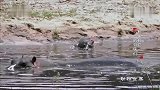 感人：小河马已经死亡，河马妈妈仍在保护小河马
