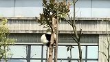 熊猫：一棵树一朵“国宝花”，整齐划一！
