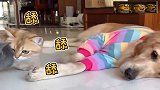 金毛：用猫薄荷给狗子泡脚会发生什么？