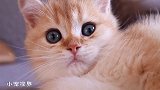 一窝小奶猫从小就傲娇，奶萌奶萌的，让人爱不释手
