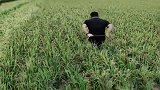 为了清除稻穗上面的泥，大叔脑洞大开想出这招，太牛了！