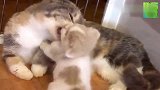 小奶猫吃饱之后，就开始各种不老实，萌翻了！