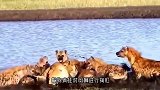 鬣狗女王出门觅食，留下幼崽无人看管，狮子趁机对小鬣狗进行残杀