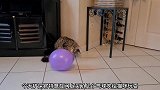 猫咪喜欢拿气球玩耍的样子太可爱啦，这样的猫咪你喜欢吗