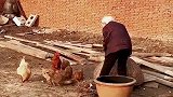 八十九岁老人给孙子抓鸡吃