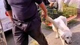 狗狗新手必看养狗日常经验分享