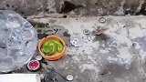 男子收废品时，在盒子发现一条小青