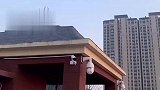 一老师拍下，候鸟北归的画面
