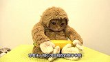 主人给猫咪穿了可爱的衣服，还喂香蕉给它吃，模样呆萌可爱
