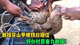穿山甲被钢丝所困，好心村民奋力救援，没想到过程如此费劲！
