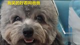 泰迪崽崽爸爸我这样笑好看吗，可爱极了