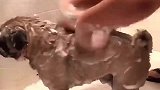 一位主人给狗洗澡的视频一夜爆红，实在太有才，所有人都被逗笑了