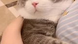 这猫是个老司机？