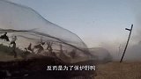200只野鸭正在觅食，“砰”的一声巨响，鸭群“全军覆没”！