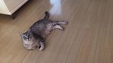 猫咪开门偷肉被逮，气得从主人手里抢走肉，一路骂骂咧咧边跑边吞