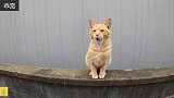 被赶出家门的小猫不认识主人，还见一次打一次，多大仇呀