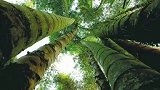 歪脚龙竹，属禾本科牡竹属植物。该类植物分布于我国云南南部至西南部云上尖叫季  安吉云上草原
