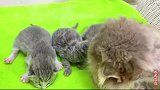 见过出生后4天的小猫吗？很可爱的，大猫为生小猫毛都剃掉了