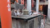 寺庙附近撸到的流浪猫太友好了一点都不怕人！