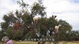 1棵树上站14只羊，树上长什么了传说中“羊上树”了解下