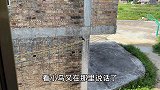 八哥鸟窝多了三颗鸟蛋，难道八哥又下蛋了