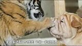 受伤小老虎被收养后，长大后居然在家里这样，太暖了！