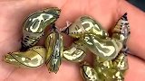 “24K纯金”蝴蝶蛹，可代替黄金吊坠，捡到一颗就能发财？