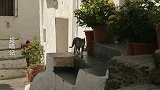 捉喵记：橘猫鼓足勇气前去求爱，不料却被对方赶了出来