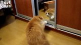 猫咪第一次照镜子太搞笑了,和自己打一架