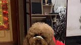 主人夸泰迪漂亮，泰迪急忙去照镜子，太臭美了