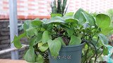 绿萝黄叶先别扔，学会3个方法，叶片很快绿回来
