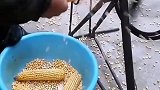 自制剥玉米神器，涨见识了