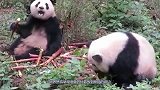 大竹笋倒下砸中大熊猫，整只熊都蹦了起来，表情顿时亮了
